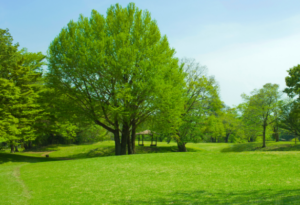 Photo d'un parc à Grenoble pour faire du sport en plein air.